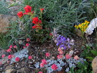 The wildflowers were gorgeous! (Category:  Rock Climbing)