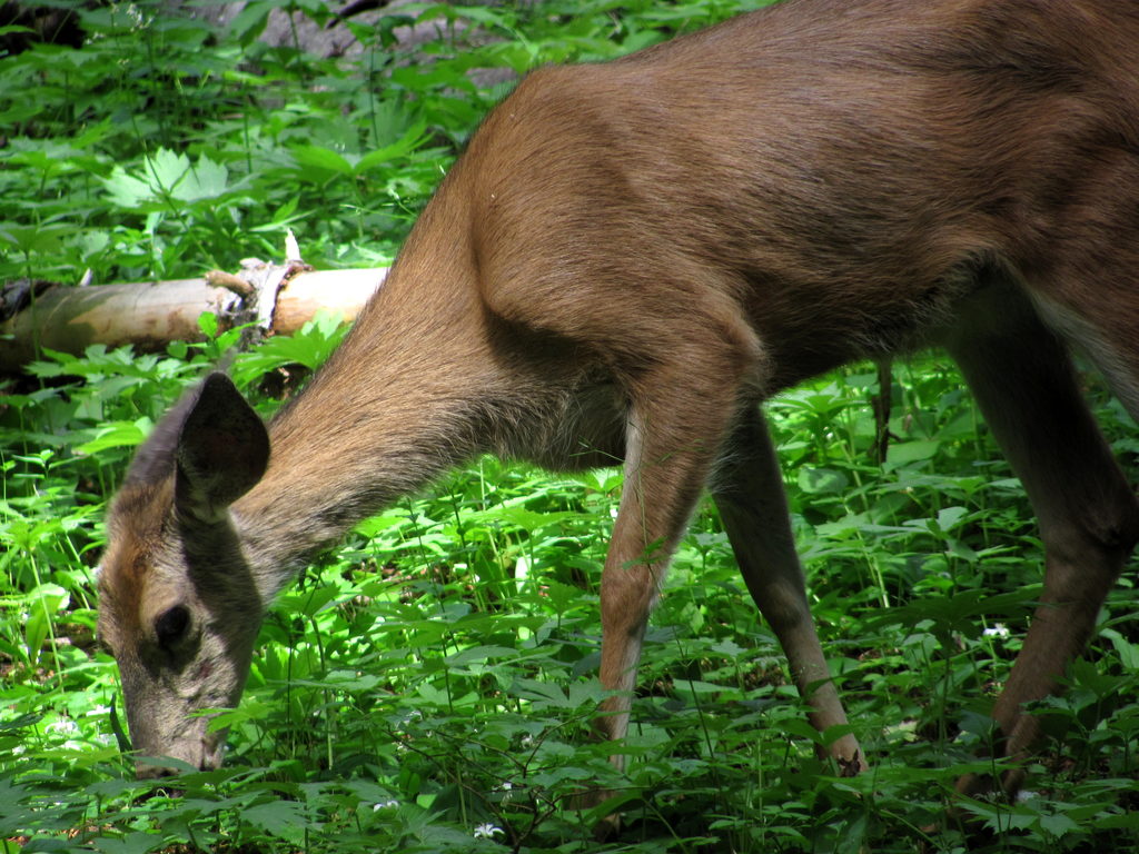 Deer (Category:  Rock Climbing)