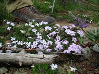 More wildflowers (Category:  Rock Climbing)