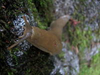 Giant Cascades slug. (Category:  Rock Climbing)