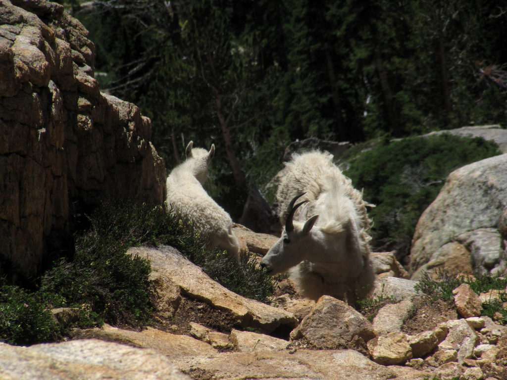 Mountain Goats! (Category:  Rock Climbing)