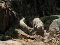 Mountain Goats! (Category:  Rock Climbing)