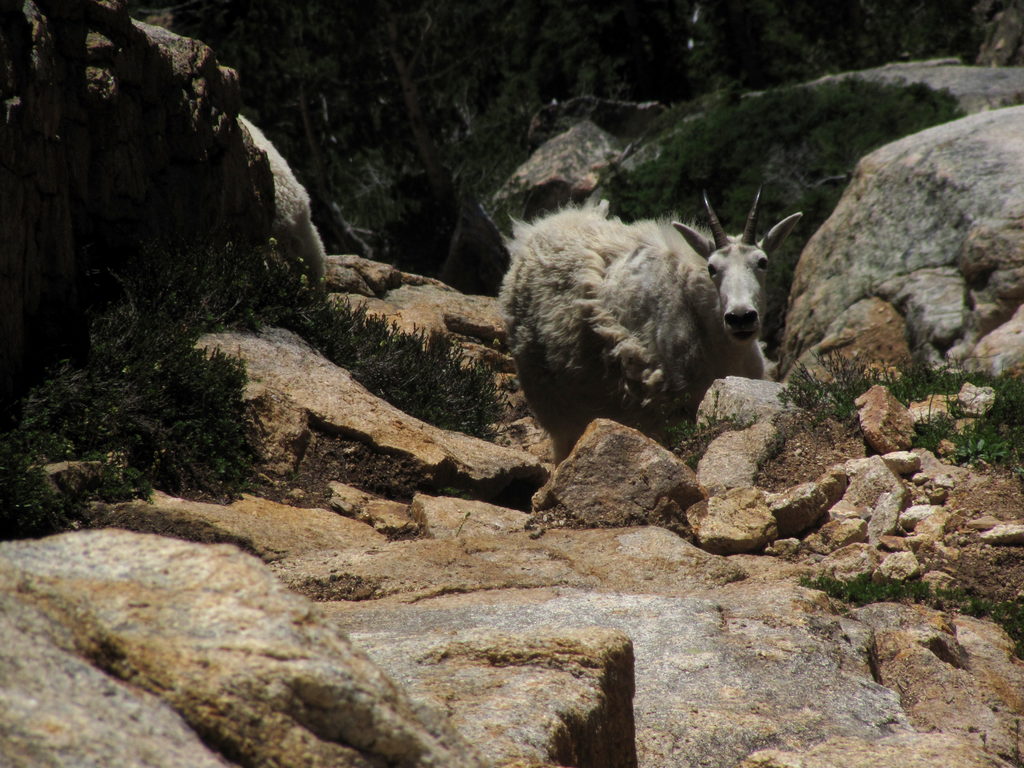 Mountain Goats! (Category:  Rock Climbing)