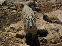 Mountain Goats! (Category:  Rock Climbing)