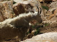 Mountain Goats! (Category:  Rock Climbing)