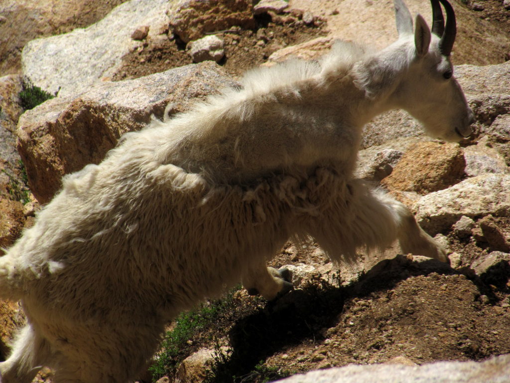 Mountain Goats! (Category:  Rock Climbing)