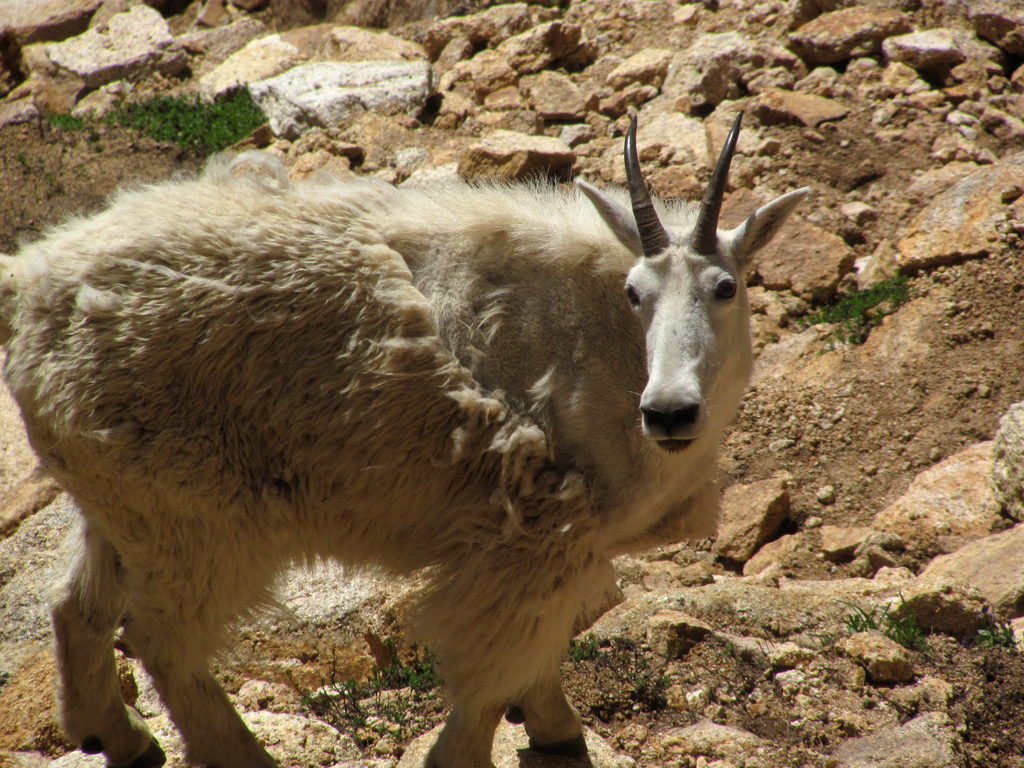 Mountain Goats! (Category:  Rock Climbing)