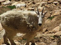 Mountain Goats! (Category:  Rock Climbing)