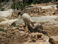 Baby Mountain Goat!!! (Category:  Rock Climbing)