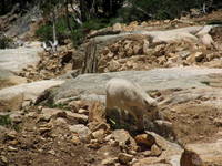 Baby Mountain Goat!!! (Category:  Rock Climbing)