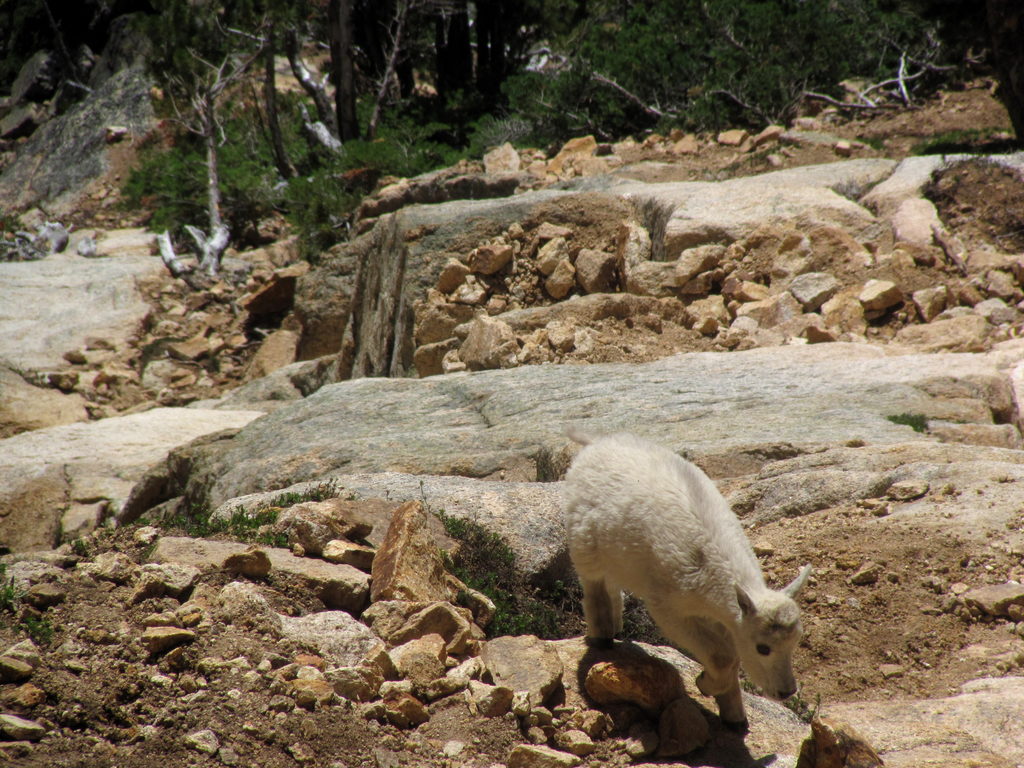 Baby Mountain Goat!!! (Category:  Rock Climbing)