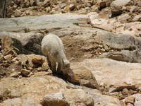 Baby Mountain Goat!!! (Category:  Rock Climbing)