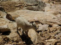 Baby Mountain Goat!!! (Category:  Rock Climbing)