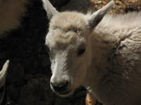 Baby Mountain Goat!!! (Category:  Rock Climbing)