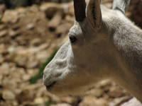 Mountain Goats! (Category:  Rock Climbing)