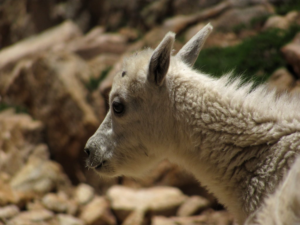 Mountain Goats! (Category:  Rock Climbing)