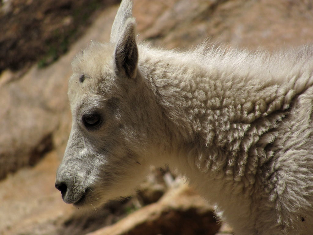 Mountain Goats! (Category:  Rock Climbing)