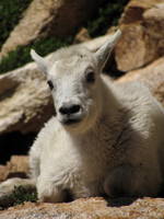 Mountain Goats! (Category:  Rock Climbing)