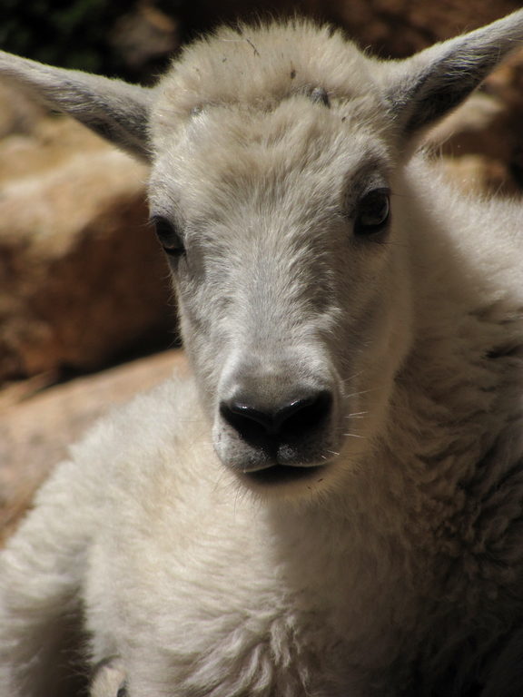 Mountain Goats! (Category:  Rock Climbing)