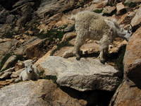 Mountain Goats! (Category:  Rock Climbing)