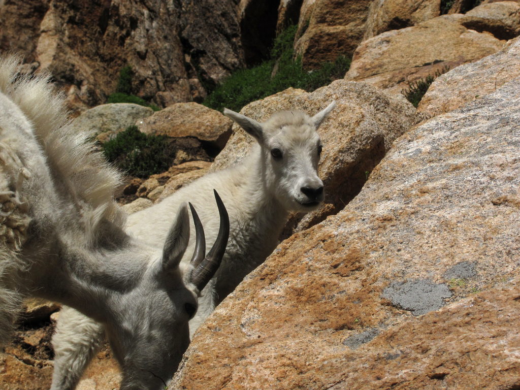 Mountain Goats! (Category:  Rock Climbing)