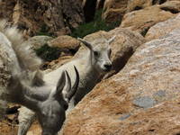 Mountain Goats! (Category:  Rock Climbing)