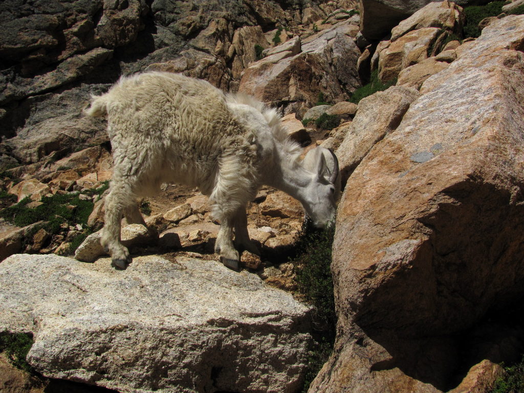 Mountain Goats! (Category:  Rock Climbing)