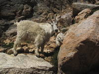 Goat says, (Category:  Rock Climbing)