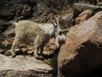 Goat says, (Category:  Rock Climbing)