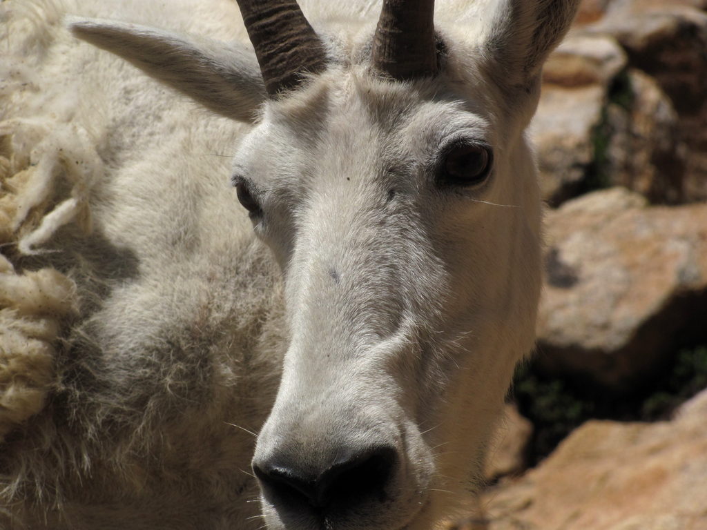 Mountain Goats! (Category:  Rock Climbing)