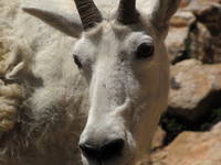 Mountain Goats! (Category:  Rock Climbing)