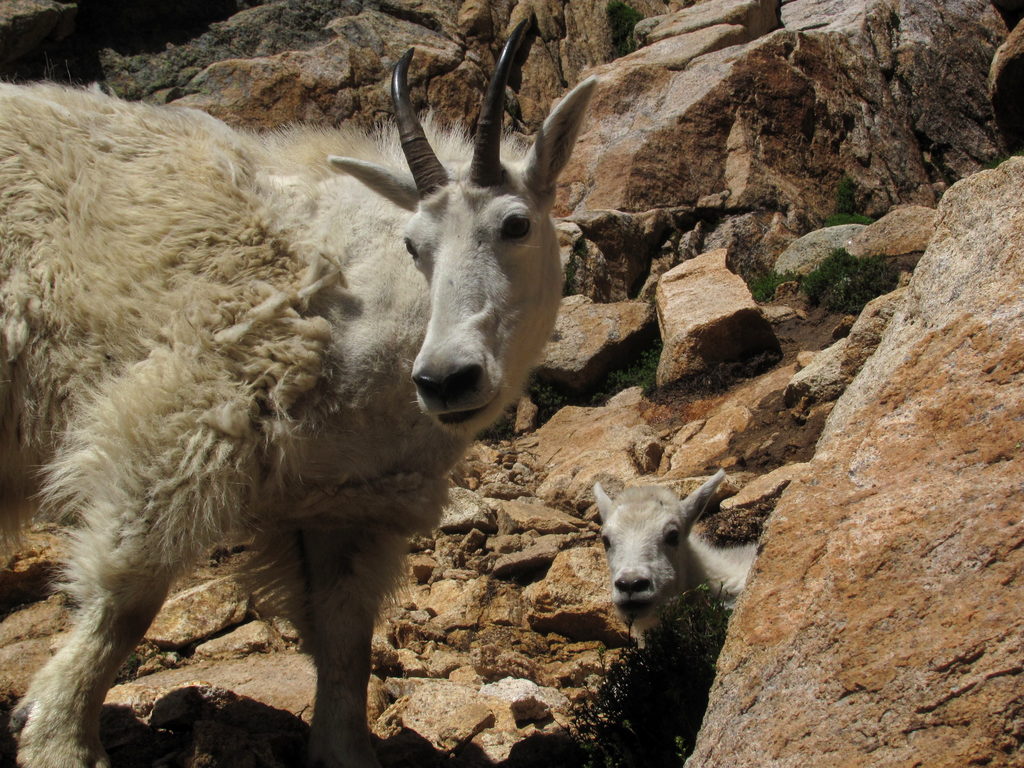 Mountain Goats! (Category:  Rock Climbing)