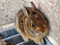 Baby bunny! (Category:  Paddling)