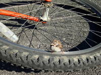 My bike was a popular perch. (Category:  Residence)