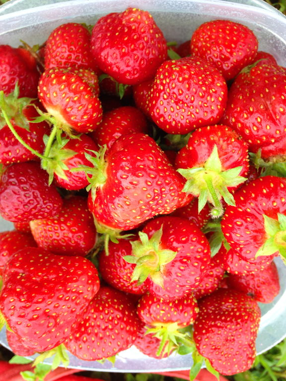 Strawberries. I picked about 12 pounds over two sessions. (Category:  Party)