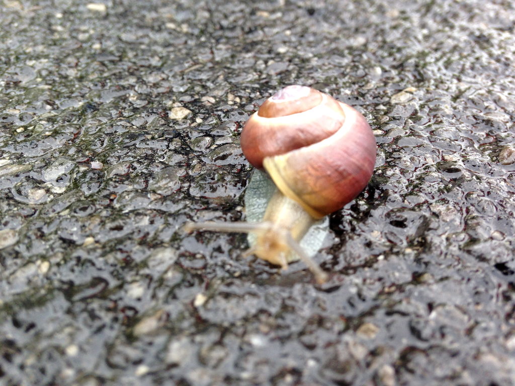 I have a racing snail named Richard... (Category:  Party)