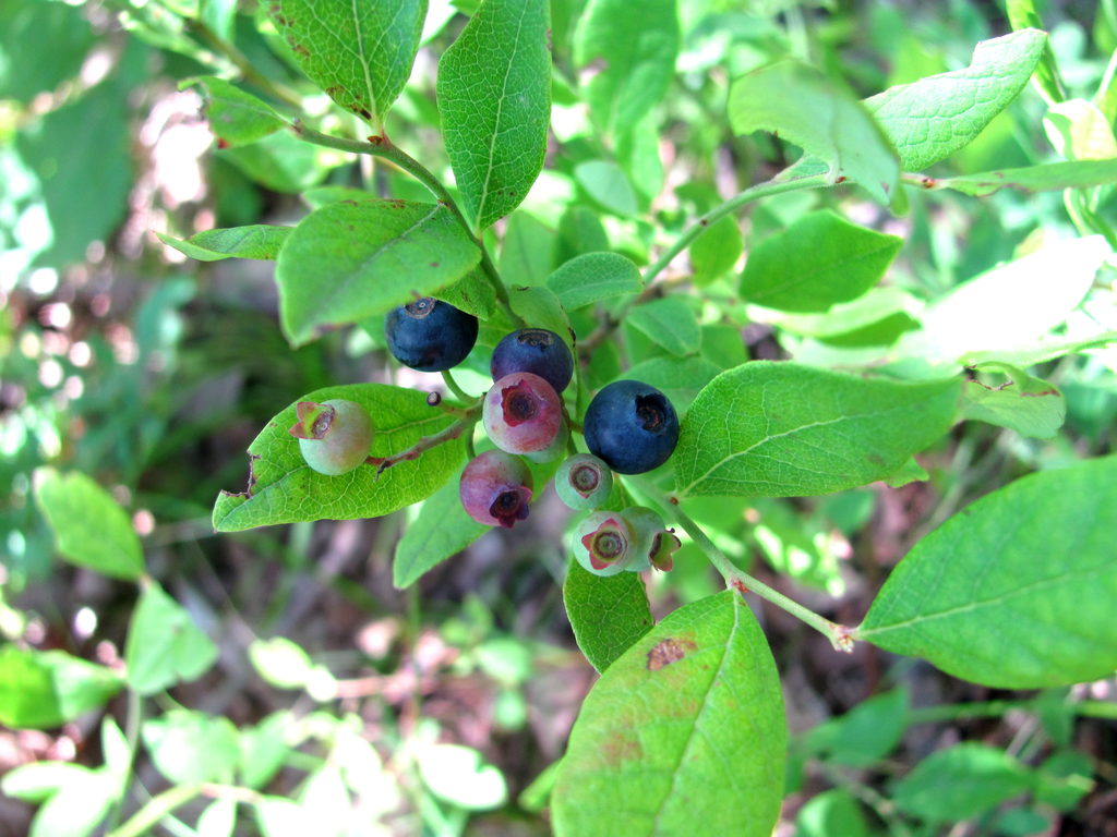Blueberries! (Category:  Rock Climbing)