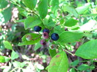 Blueberries! (Category:  Rock Climbing)