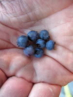 I have been doing a lot of berry picking this summer. (Category:  Rock Climbing)