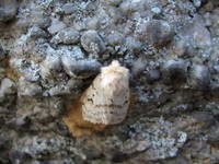 Moth (Category:  Rock Climbing)