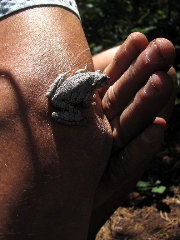 Toad (Category:  Rock Climbing)