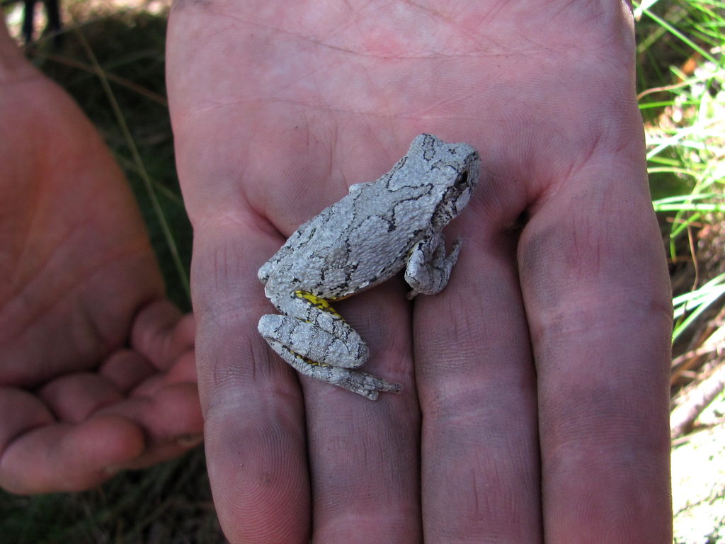 Yellow legged toad? (Category:  Rock Climbing)