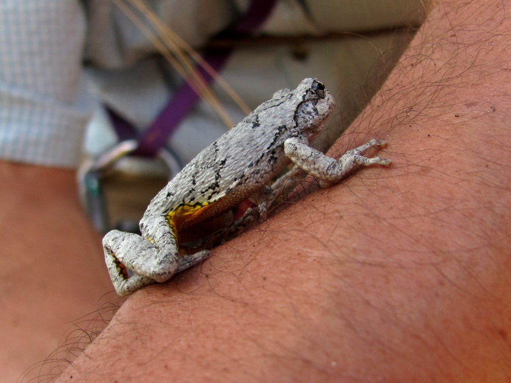 Yellow bellied toad? (Category:  Rock Climbing)