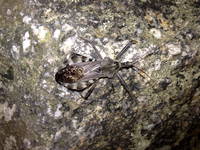 Bug (Category:  Rock Climbing)
