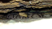 Copperhead #2 (Category:  Rock Climbing)