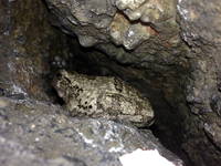 Toad's Head on Frog's Head (Category:  Rock Climbing)