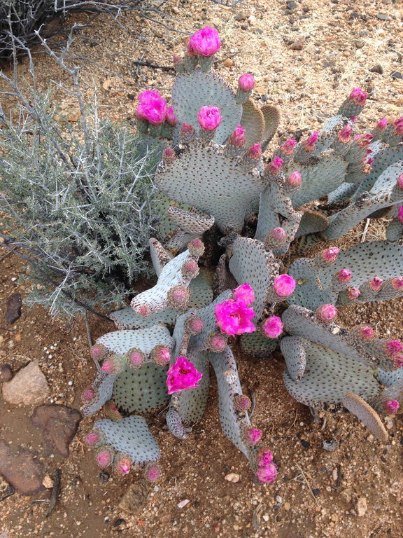 Blooming Beavertail cactus (Category:  Rock Climbing)