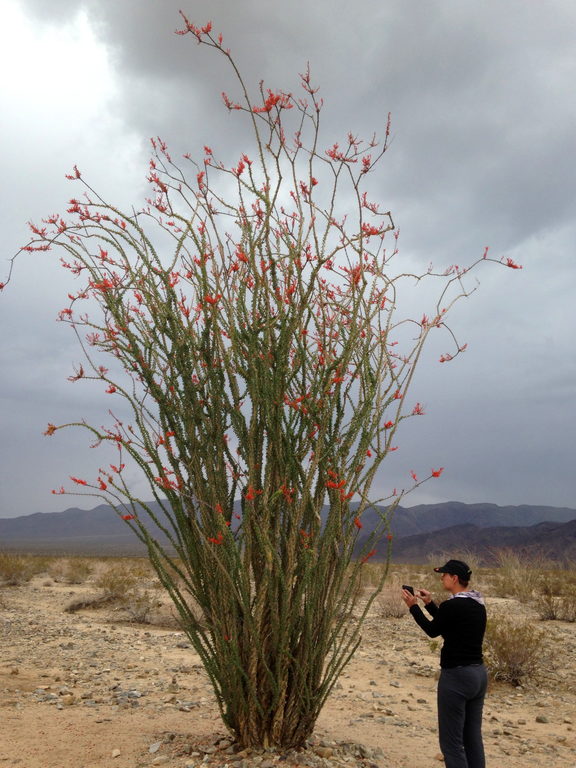 Massive flowering Ocotillo (Category:  Rock Climbing)