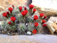 Flowering Hedgehog (Category:  Rock Climbing)