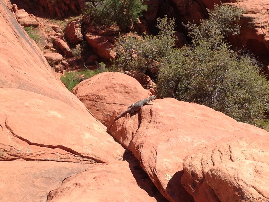 Chuckwalla (Category:  Rock Climbing)